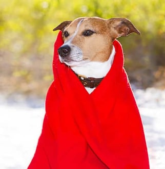 dog