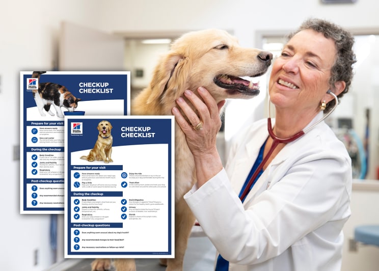 Veterinarian checking a dog 