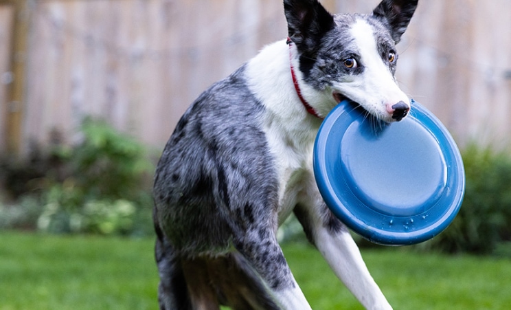 dog playing with a freesbee