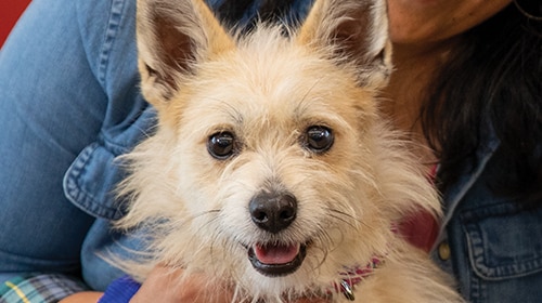 Happy dog