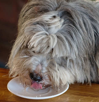 dog