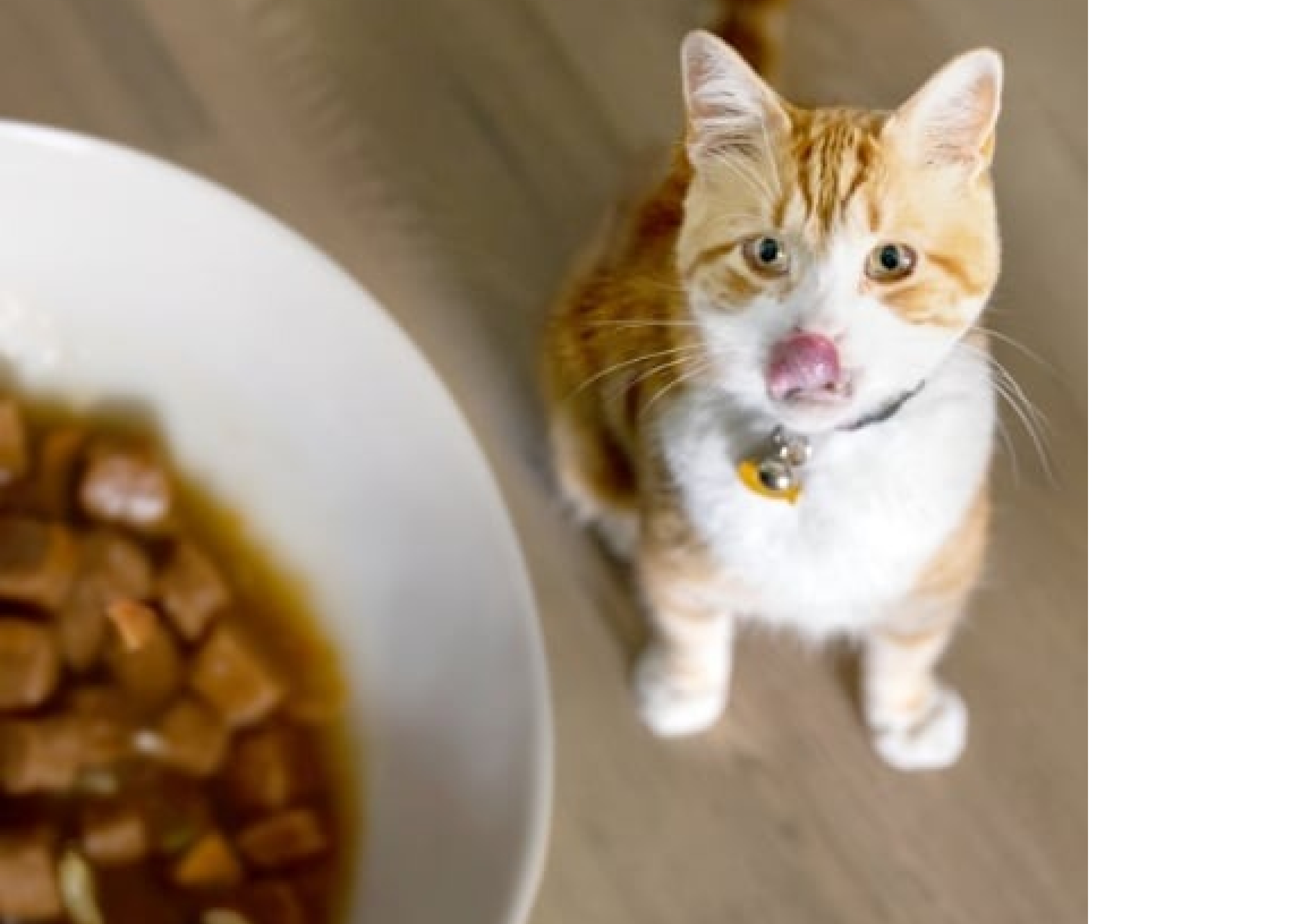 A cat looking up at a bowl of cat food.