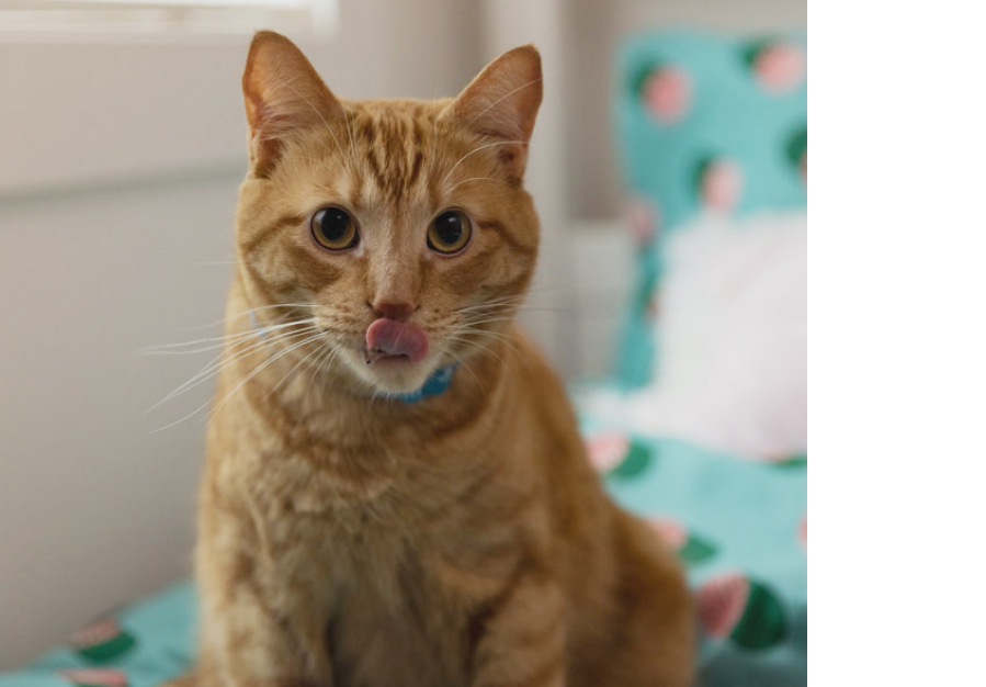 cat
