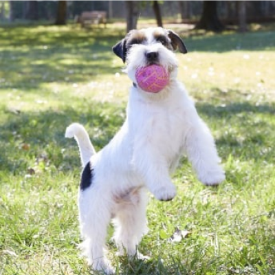 Dog playing with a ball