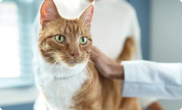 Cat In Veterinary Clinic