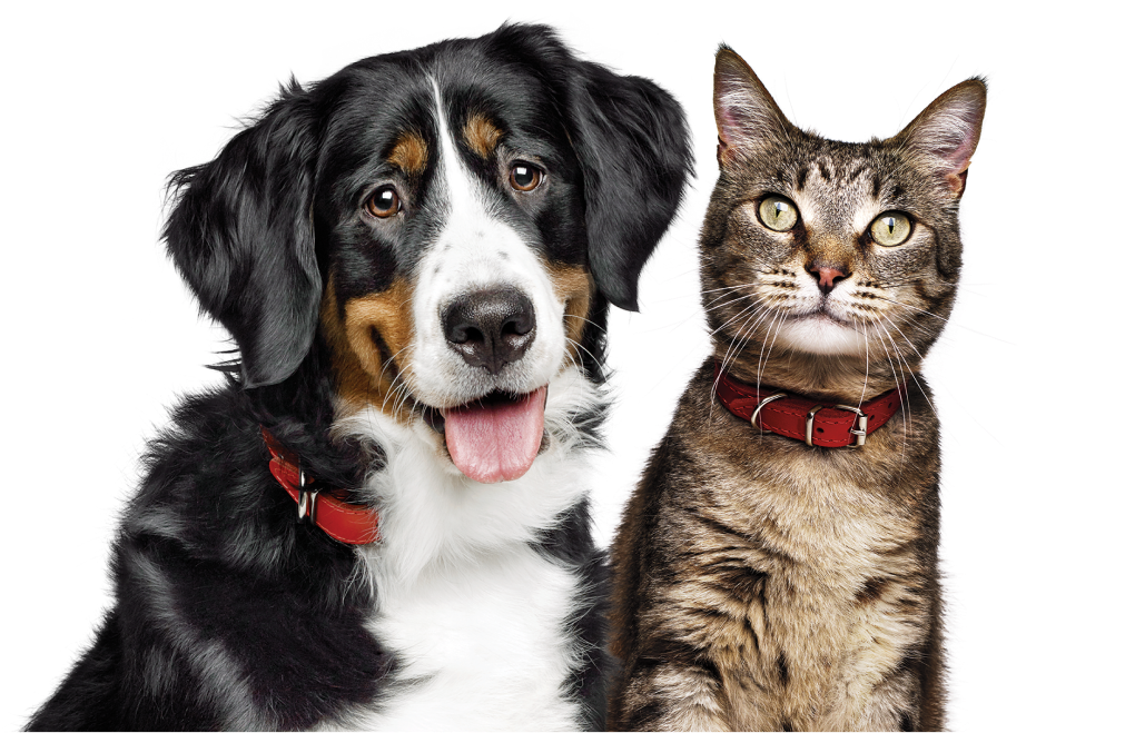 A dog and a cat
