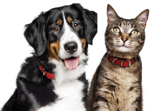 A dog and a cat