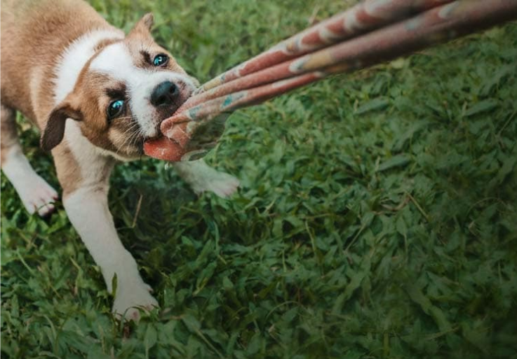 Puppy playing